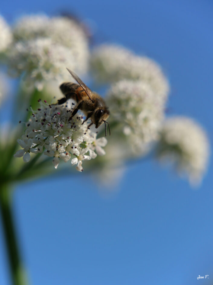 abeille