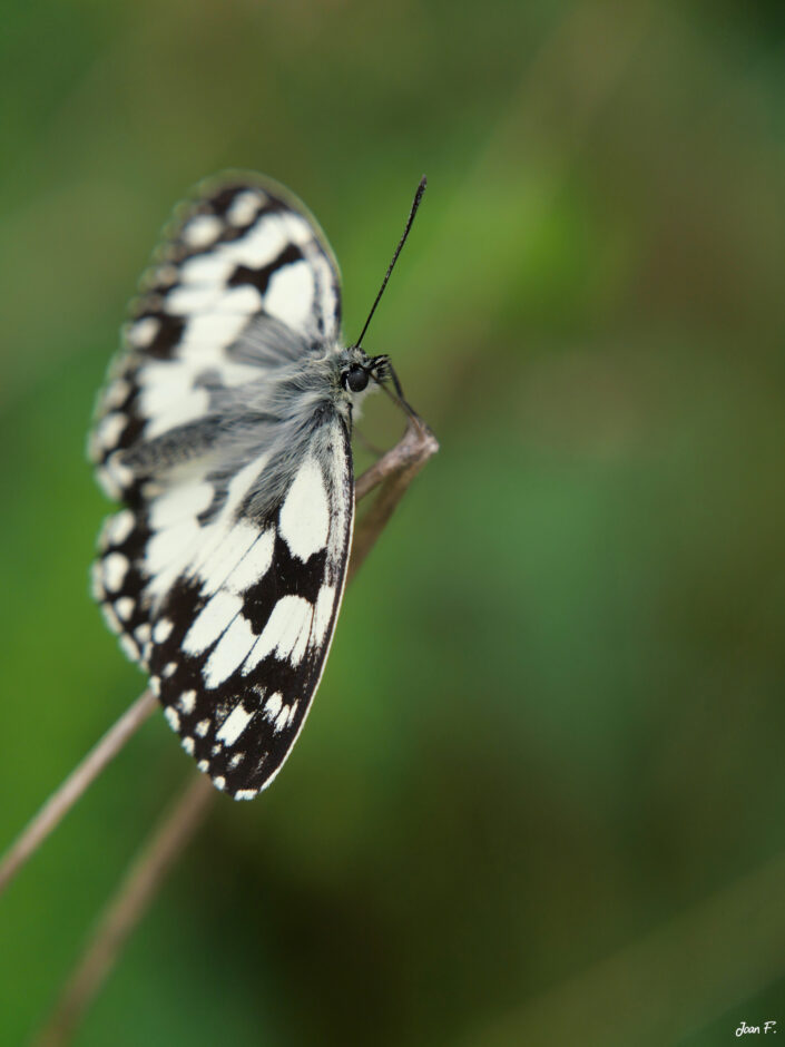 papillon