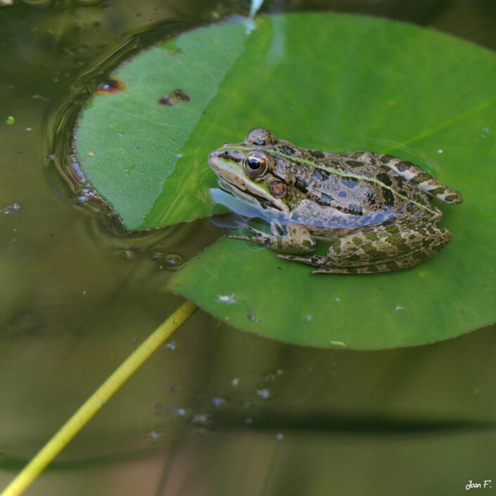 grenouille