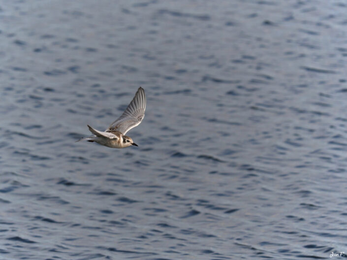 oiseau