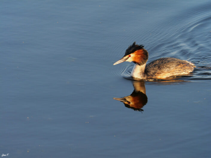 oiseau