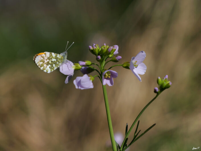 papillon