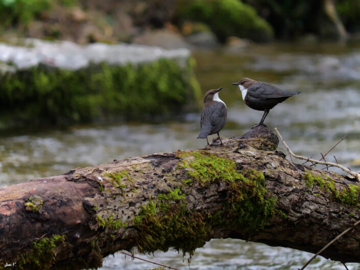 oiseaux