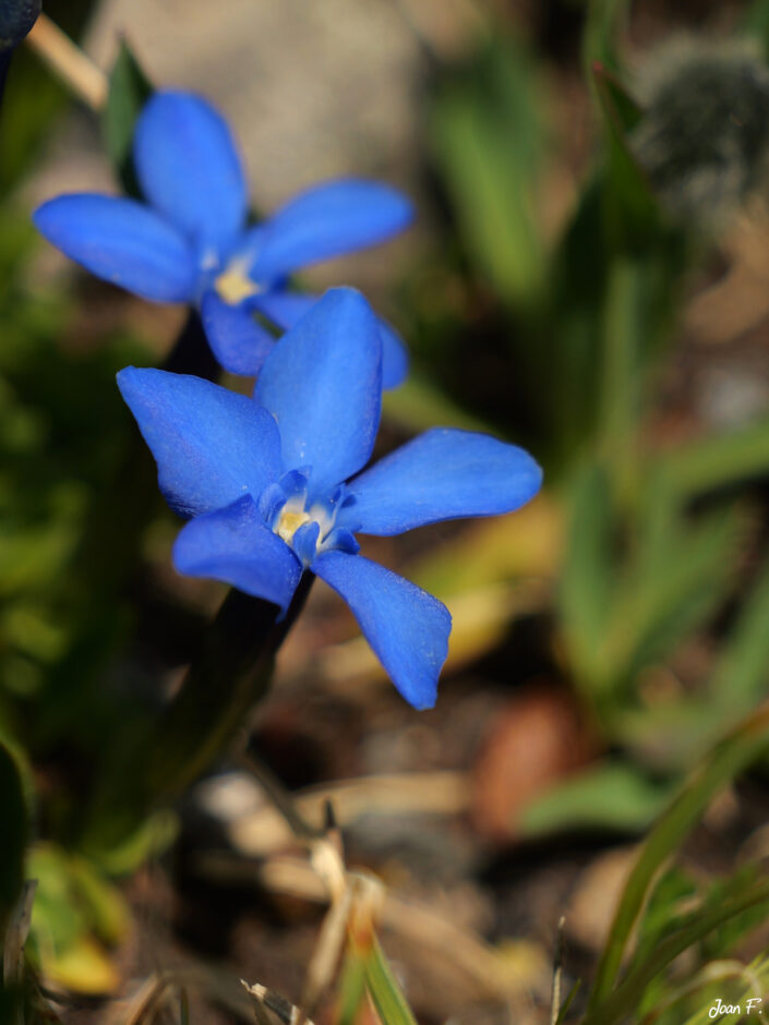 fleurs
