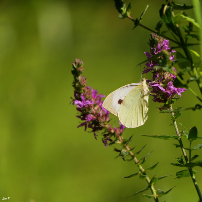 papillon