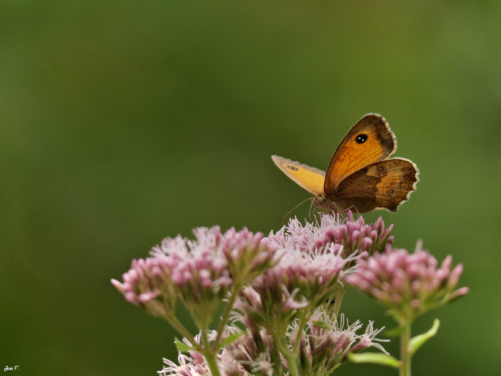 papillon