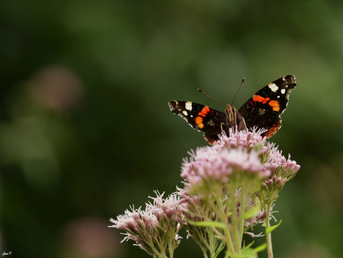 papillon