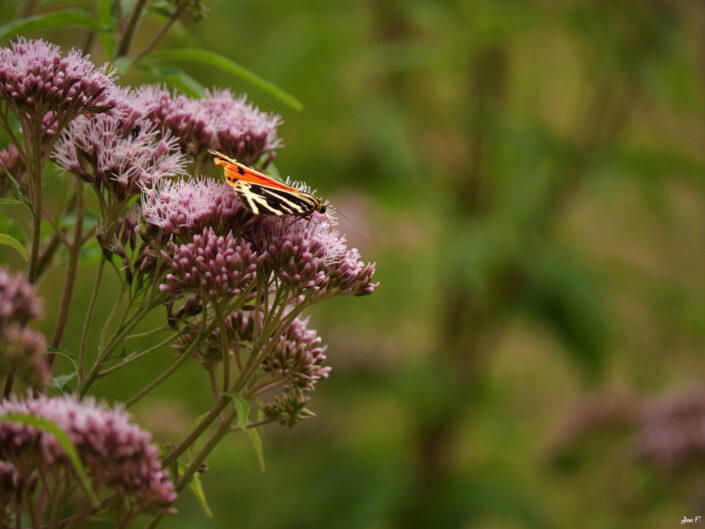 papillon