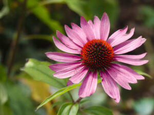 flore