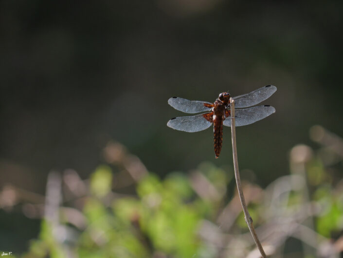 insecte