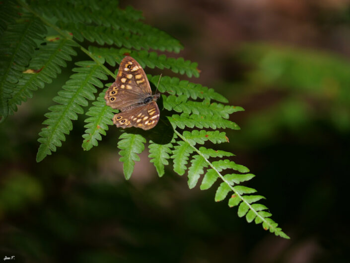 papillon