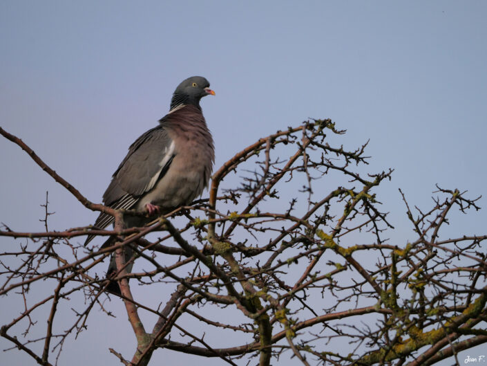 oiseau