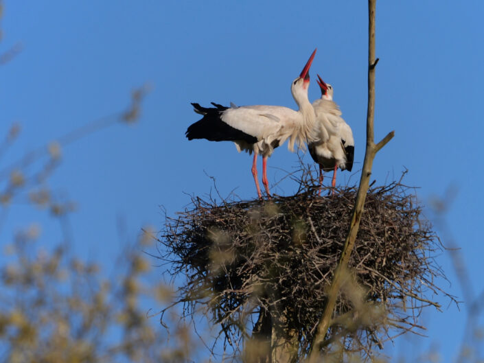 oiseau
