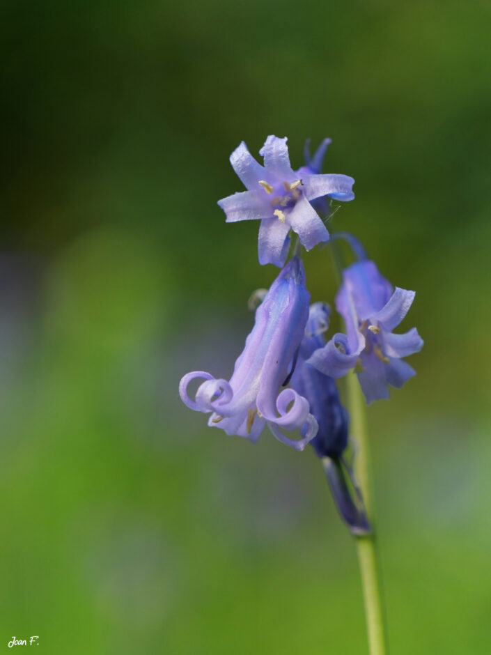 fleur