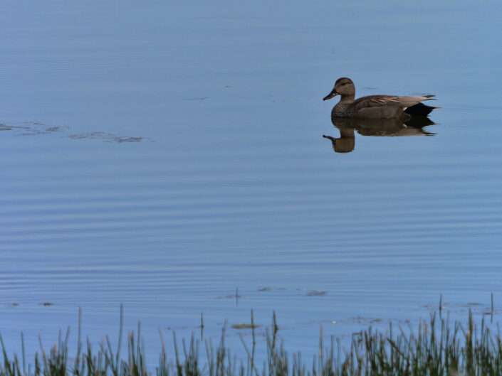 oiseau