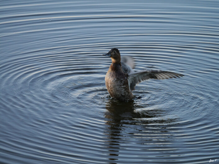 oiseau