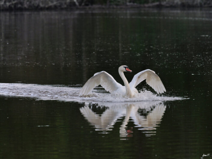 oiseau