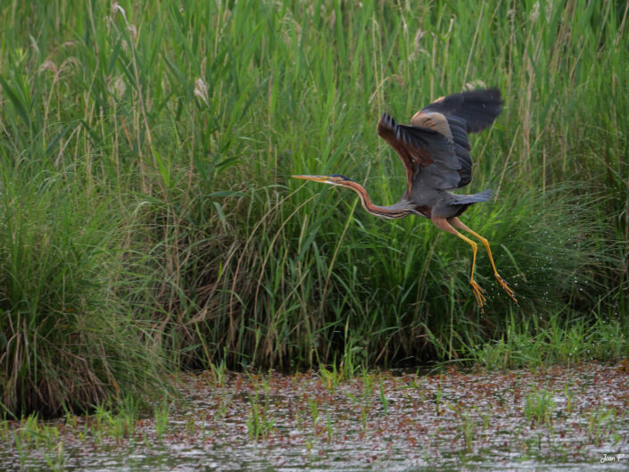 oiseau