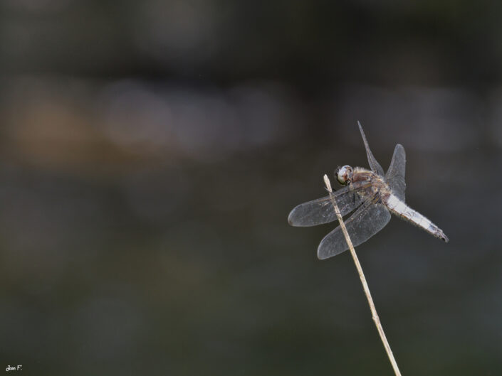 insecte