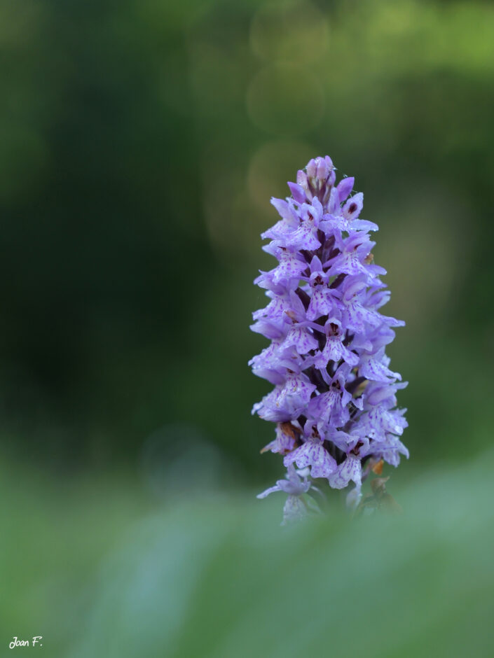fleur