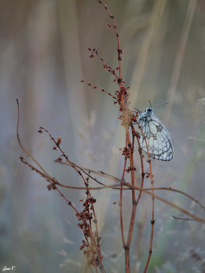 papillon