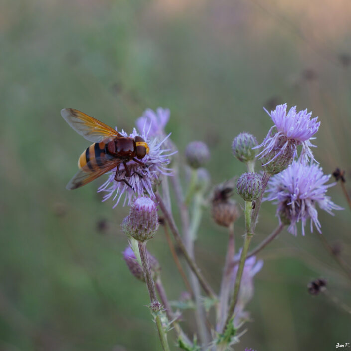insecte