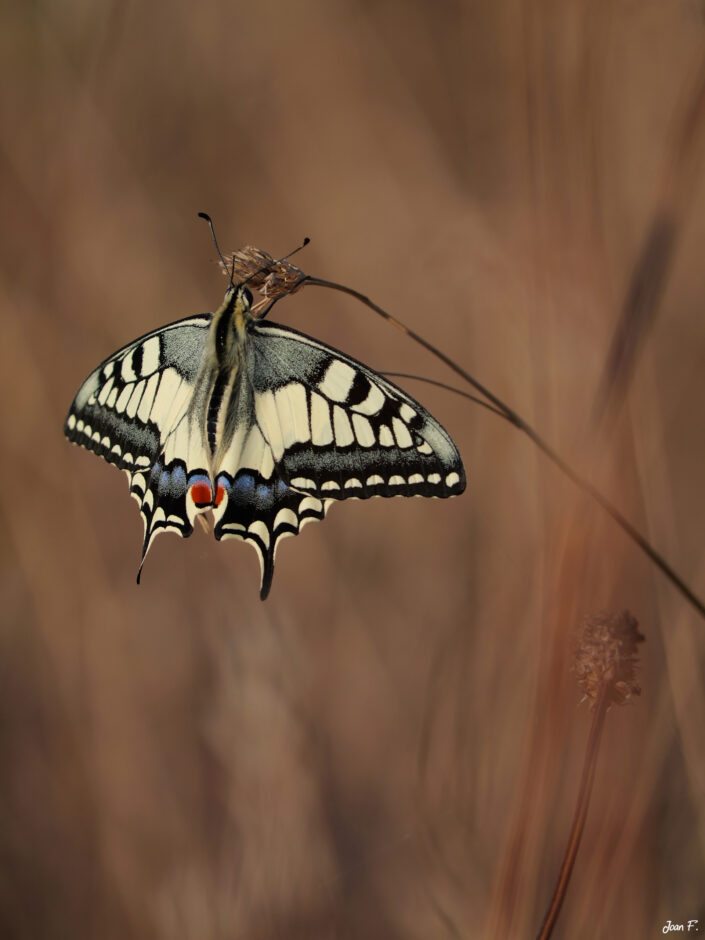 insectes