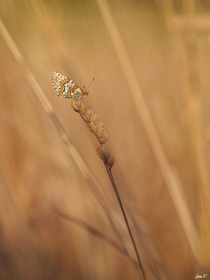insectes