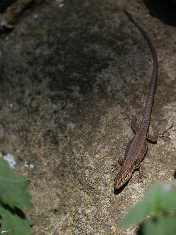 reptile