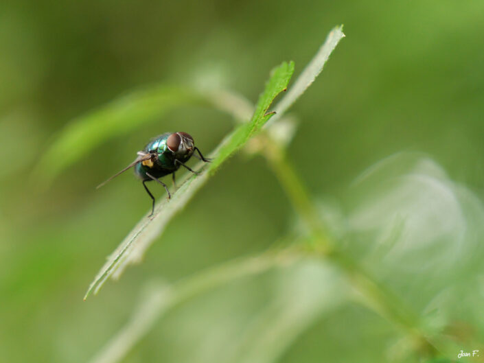 insecte