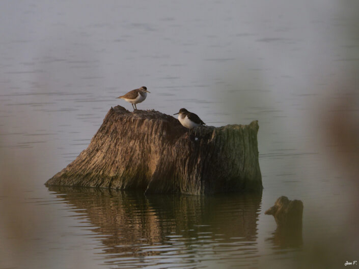 oiseaux