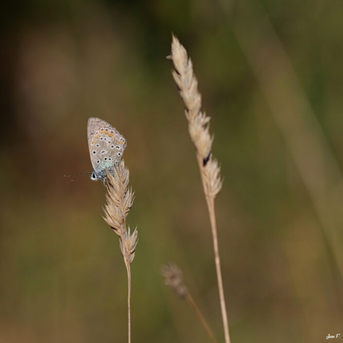 papillon